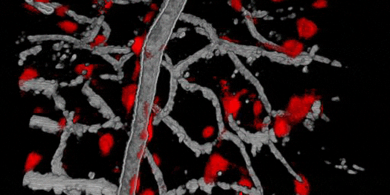 photo of microvascular cells