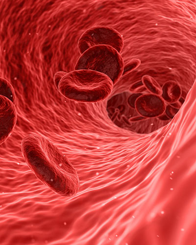 blood cells