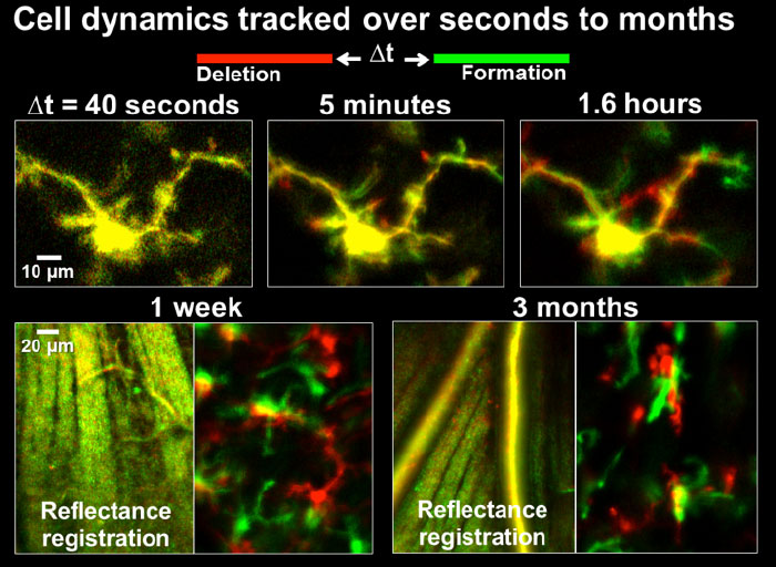 Cell dynamics tracked over seconds to months