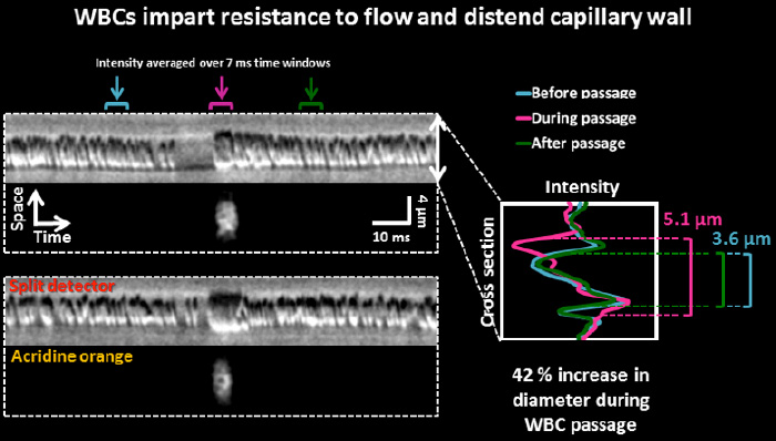 WBCs impart resistance to flow and distend capillary wall